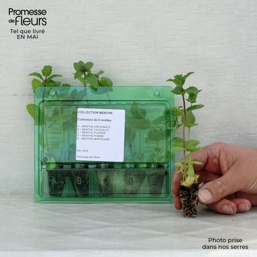 Example of Collection de 5 menthes en plants as you get in printemps