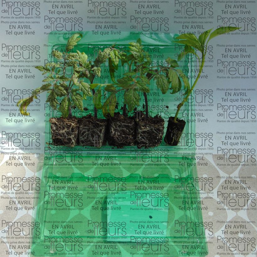 Example of Collection de 5 plants de tomates et poivron pour balcons as you get