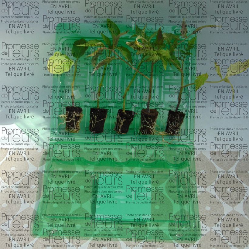 Example of Collection Ratatouille de 5 plants potagers GREFFES as you get