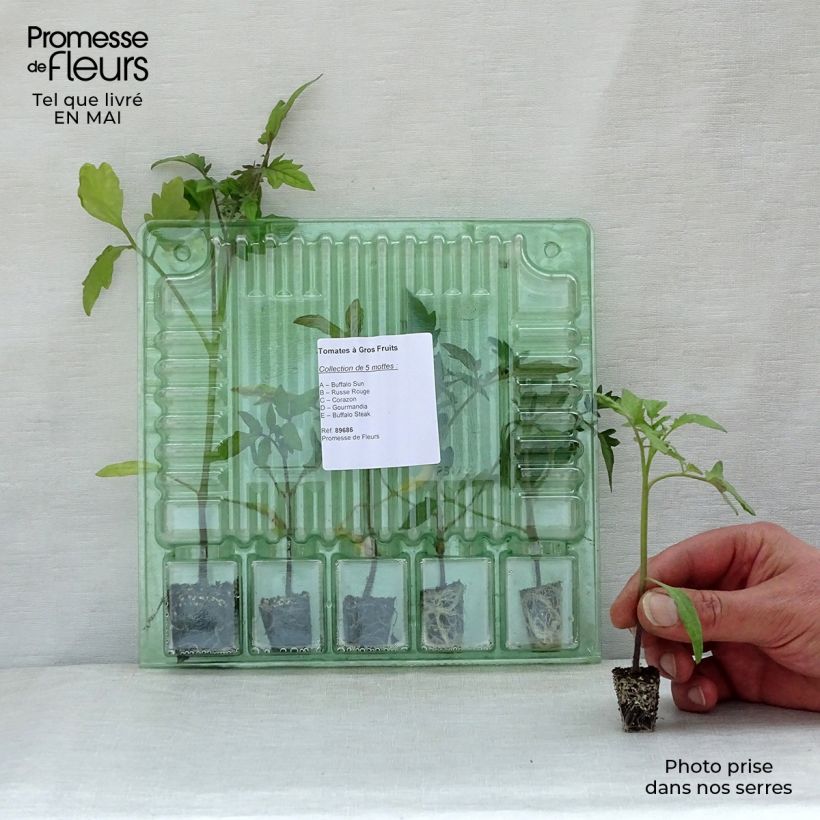 Example of Collection de 5 tomates à gros fruits en plants as you get in printemps