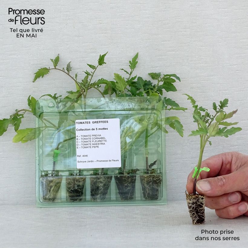 Example of Collection de 5 tomates en plants GREFFES as you get in printemps