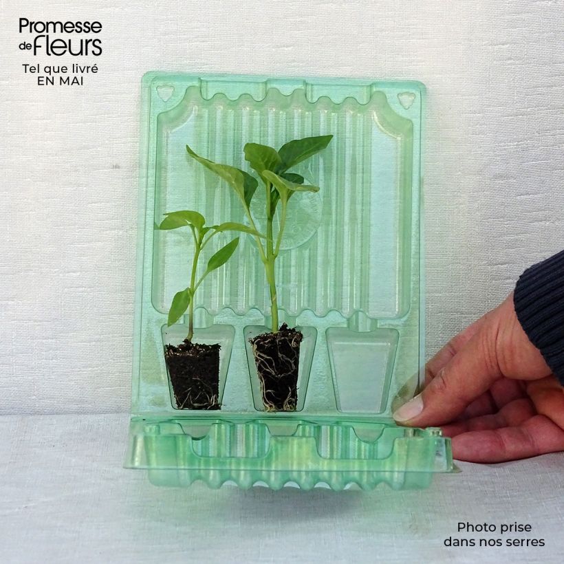 Example of Collection duo de 2 poivrons rouge et jaune en plants GREFFES as you get in printemps