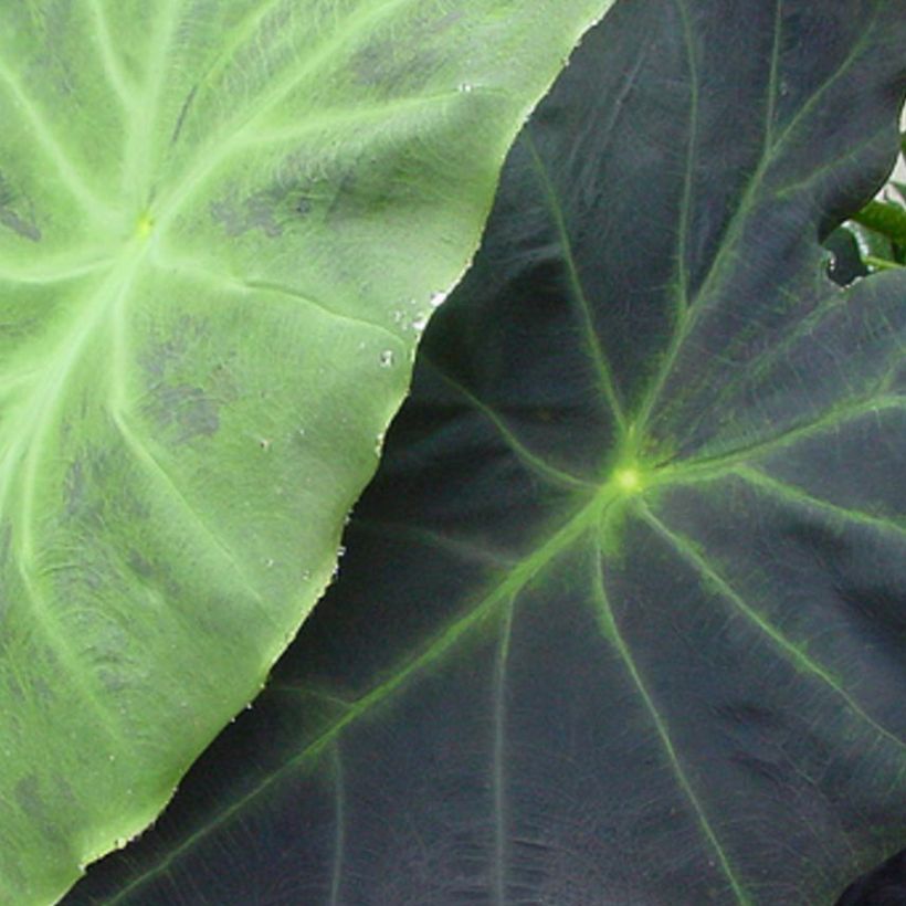 Colocasia Dragon Heart Giant - Oreille d'éléphant  (Foliage)