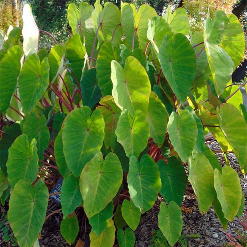Colocasia Pink China - Oreille d'Eléphant (Plant habit)