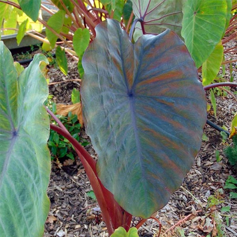 Colocasia Sangria - Oreille d'Eléphant  (Foliage)