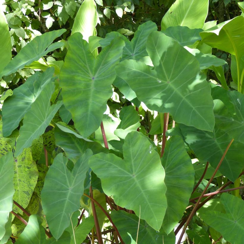 Colocasia esculenta - Oreille d'éléphant - Taro (Foliage)