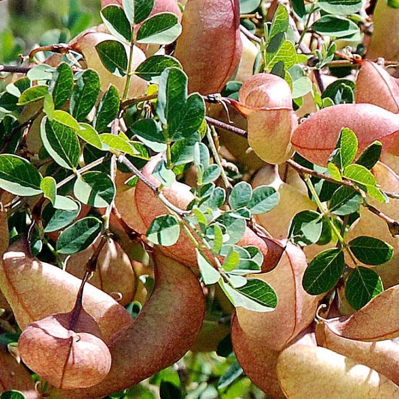 Colutea arborescens - Baguenaudier  (Foliage)