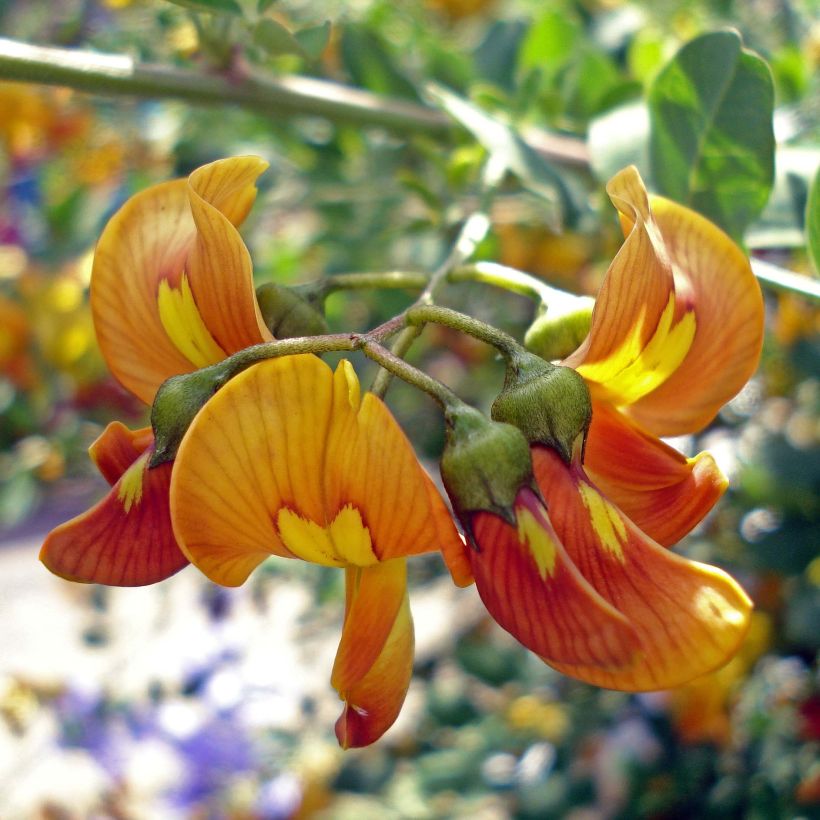 Colutea arborescens - Baguenaudier  (Flowering)