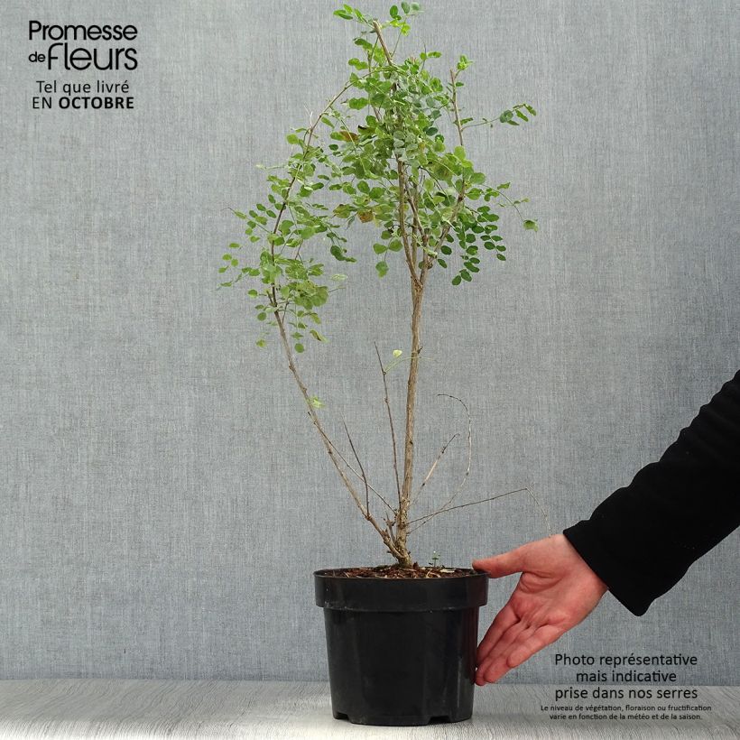 Example of Colutea media Copper Beauty - Baguenaudier, Arbre à vessies Pot de 3L/4L as you get in automne
