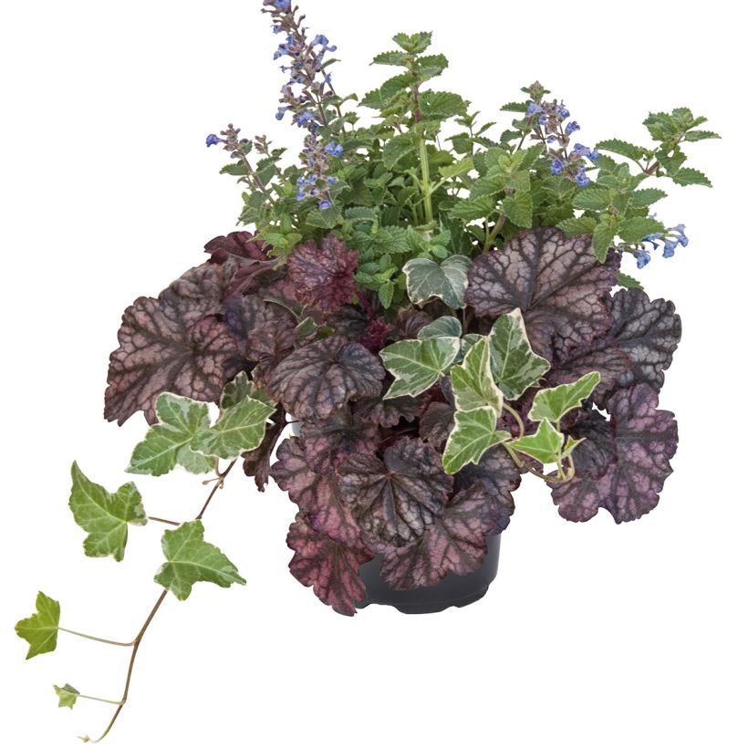 Composition Autumn Breeze - composition de 3 plantes (Plant habit)