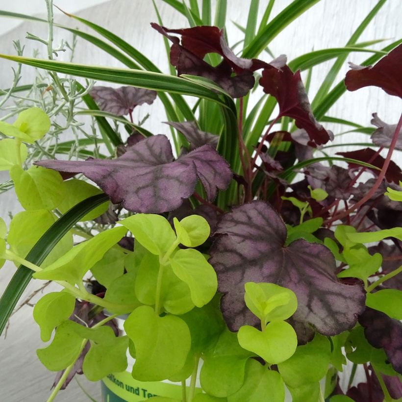 Composition Silent Sunday - composition de 4 plantes (Foliage)