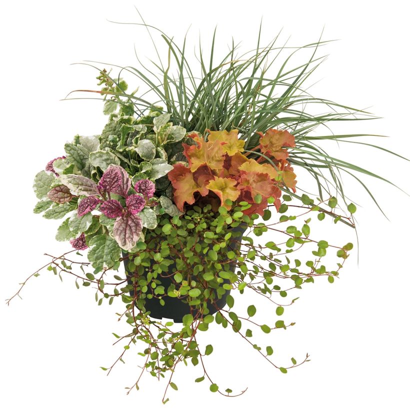 Composition Sunkissed - composition de 4 plantes (Plant habit)
