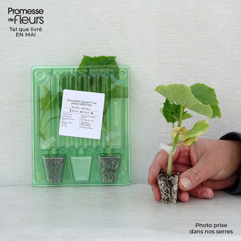 Example of Concombre Gynial F1 GREFFES en plants Mini-motte Ø 3/4 cm as you get in printemps