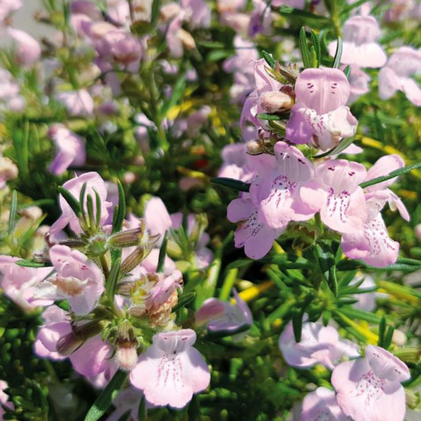 Conradina Little Rosie - Faux romarin (Flowering)