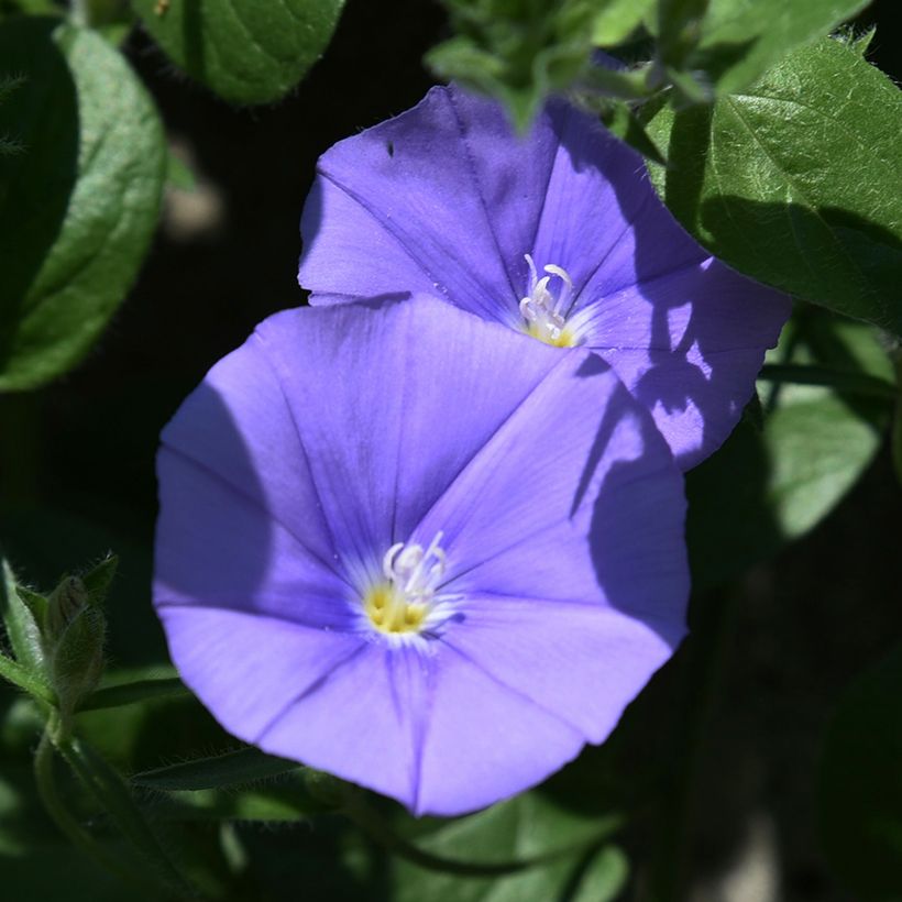 Convolvulus New Blue Moon - Liseron de Mauritanie (Flowering)