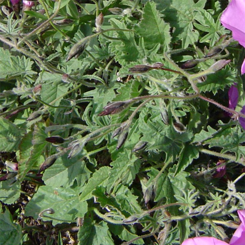 Convolvulus althaeoides - Liseron de Provence (Foliage)