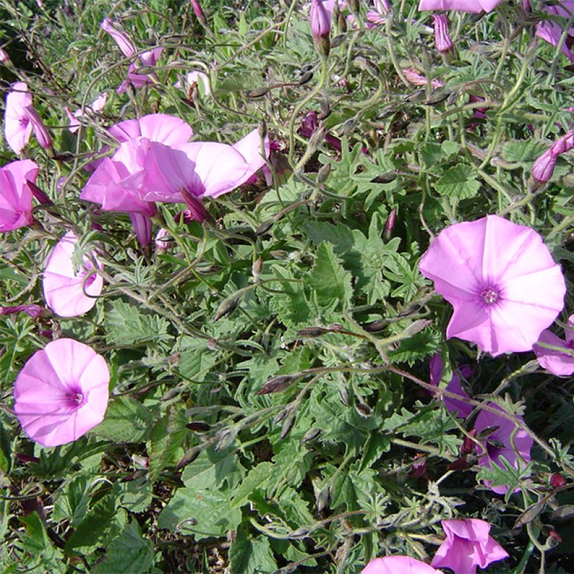 Convolvulus althaeoides - Liseron de Provence (Plant habit)