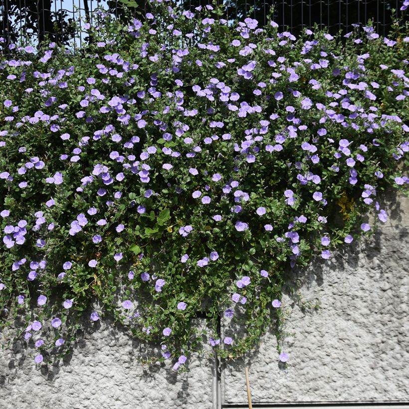 Convolvulus sabatius - Liseron de Mauritanie (Plant habit)