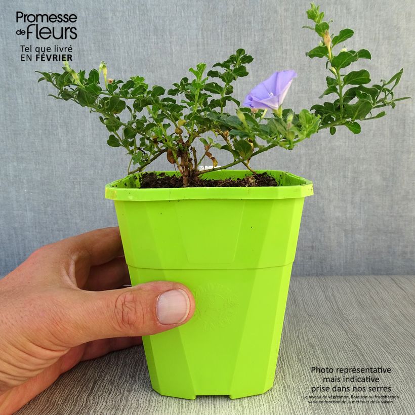 Example of Convolvulus sabatius Moroccan Beauty Pot de 1L/1,5L as you get in automne