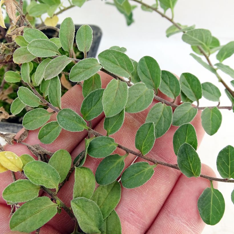 Convolvulus sabatius - Liseron de Mauritanie (Foliage)