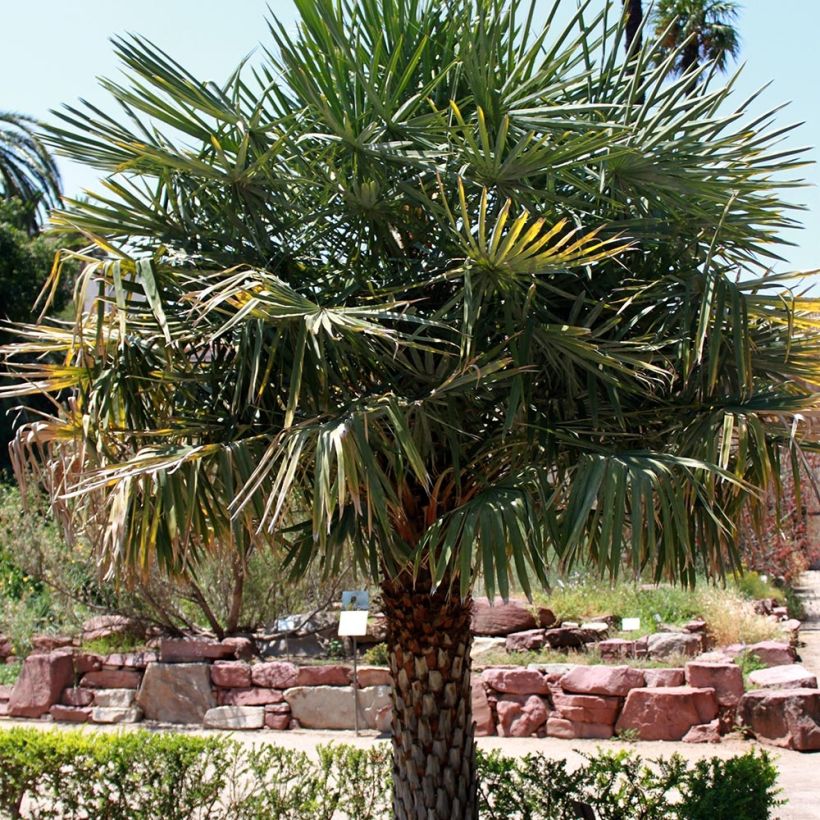 Copernicia alba - Palmier d'Argentine, Caranday (Plant habit)