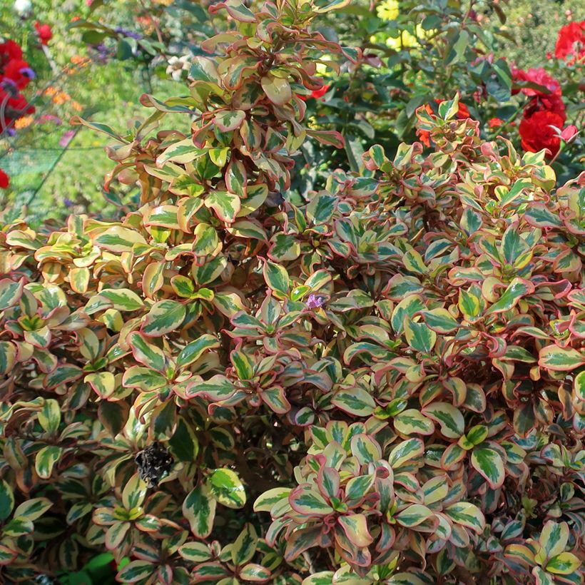 Coprosma repens Pink Splendor (Foliage)