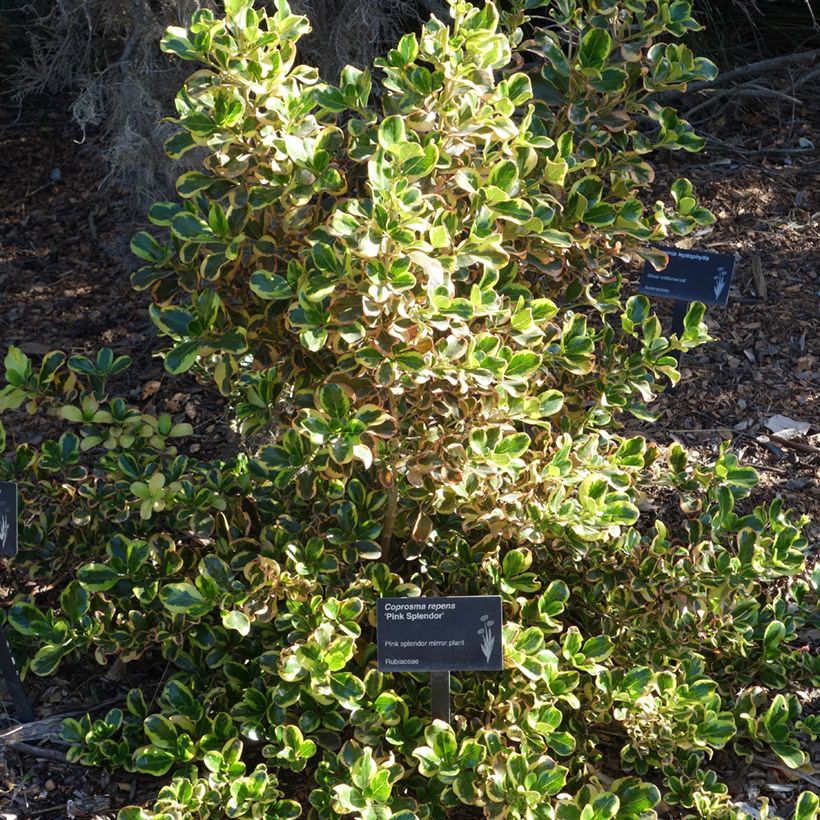 Coprosma repens Pink Splendor (Plant habit)