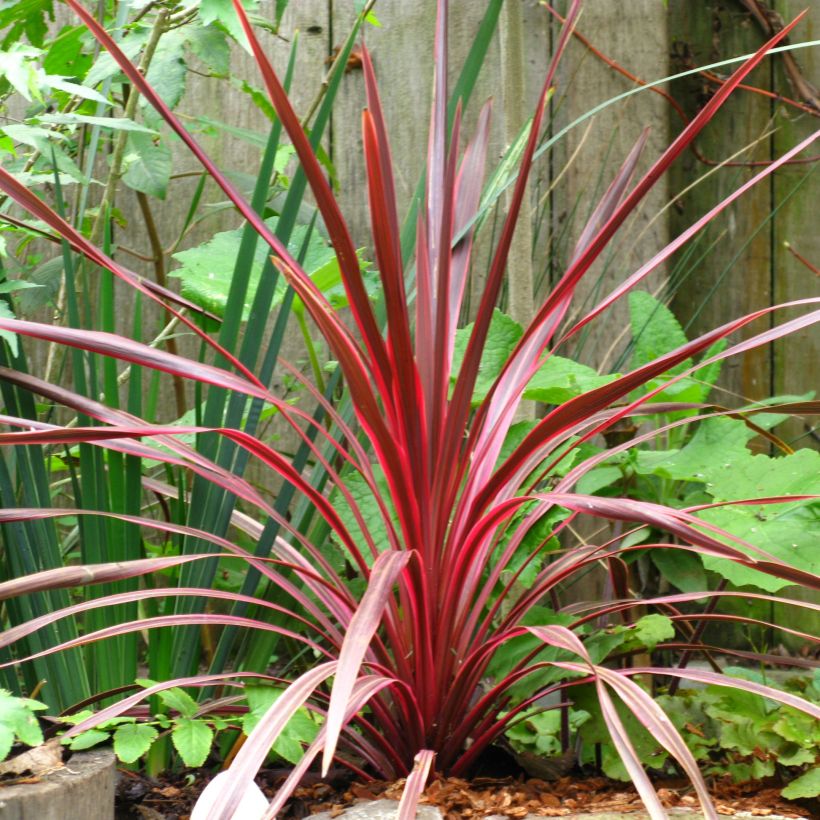 Cordyline australis Cherry Sensation (Plant habit)