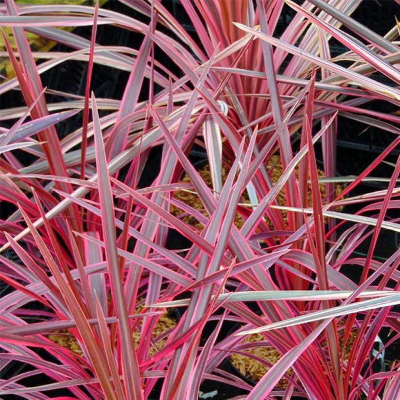 Cordyline australis Southern Splendour (Foliage)
