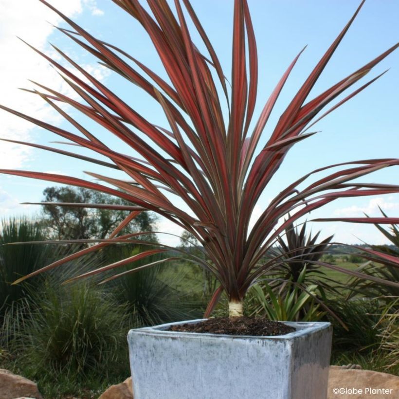 Cordyline australis Coral (Plant habit)