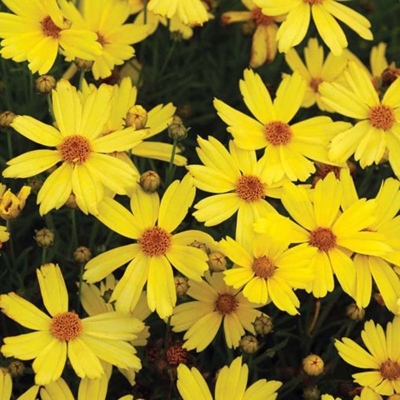Coreopsis Citrine (Flowering)