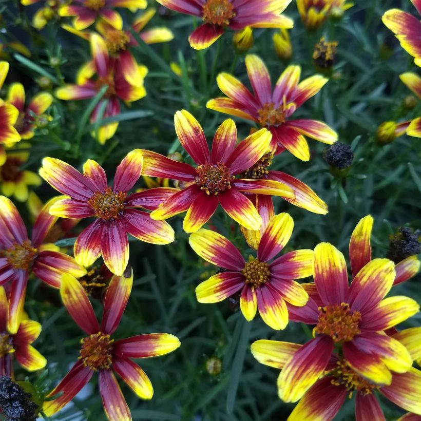 Coreopsis Honeybunch Red & Gold - Coréopsis (Flowering)