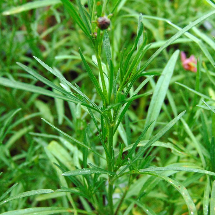 Coreopsis Limerock Passion - Coreopsis hybride (Foliage)