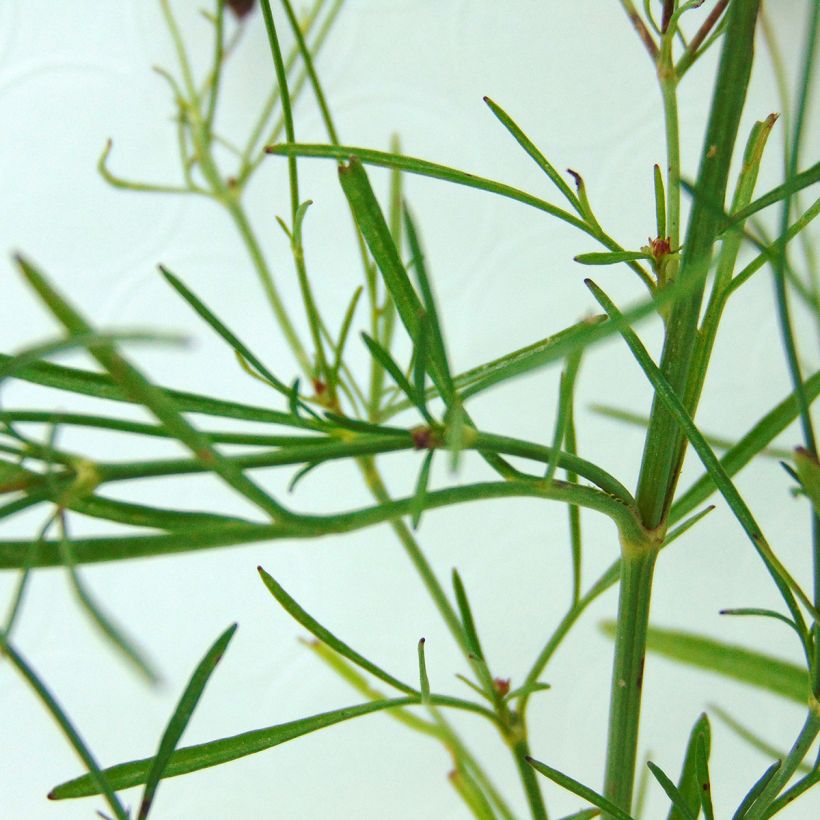 Coreopsis Limerock Ruby - Coreopsis rose (Foliage)