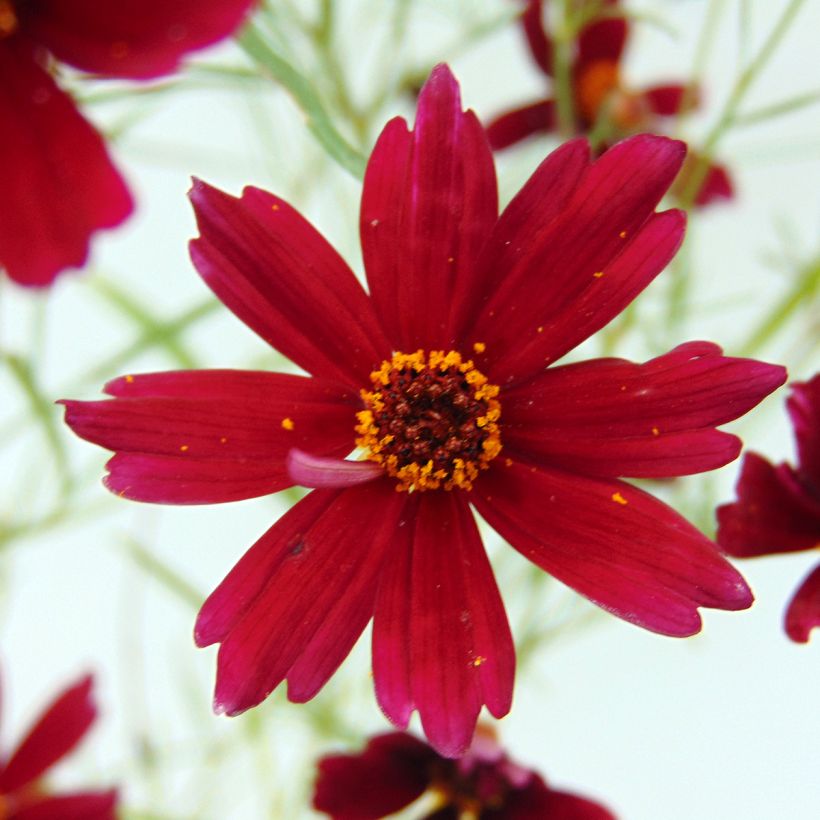 Coreopsis Limerock Ruby - Coreopsis rose (Flowering)
