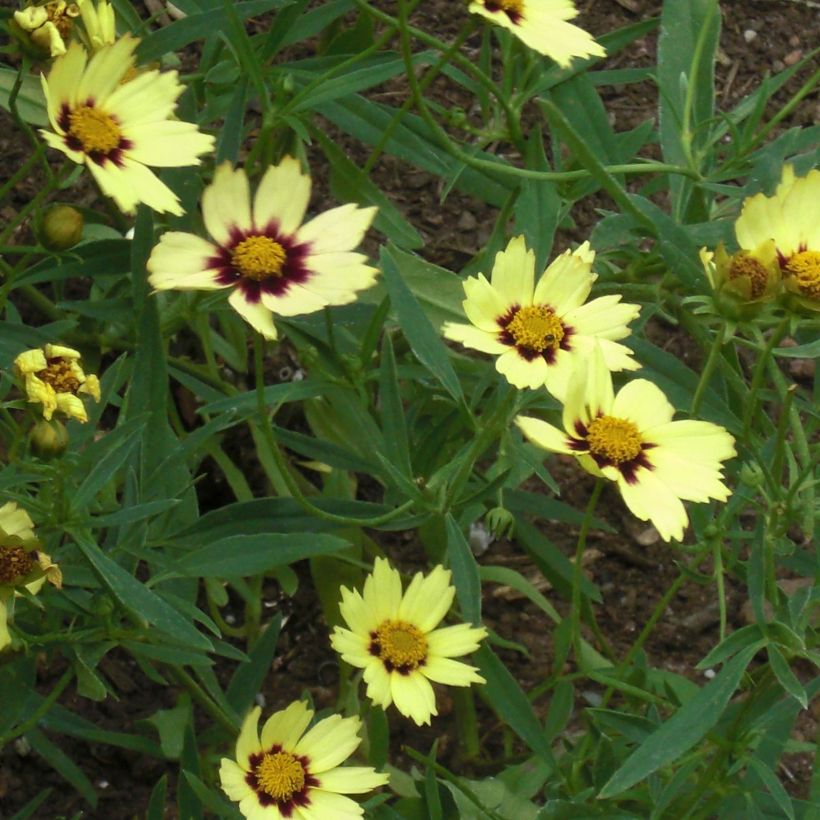 Coreopsis Redshift (Flowering)