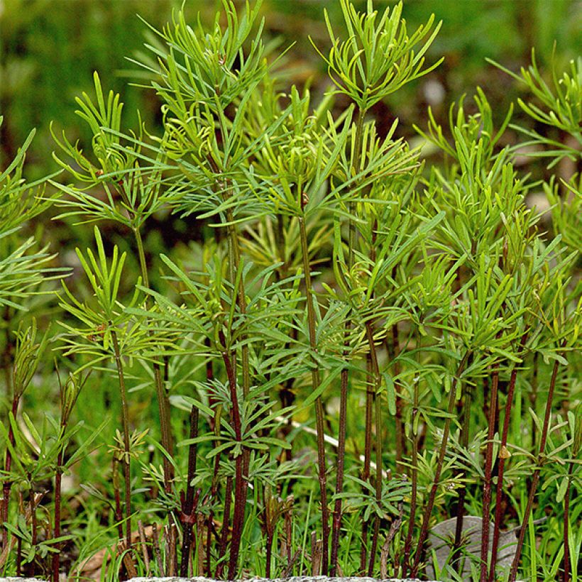 Coreopsis Ruby Red (Foliage)