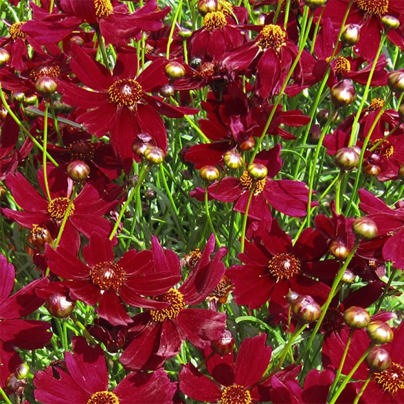 Coreopsis Ruby Red (Flowering)