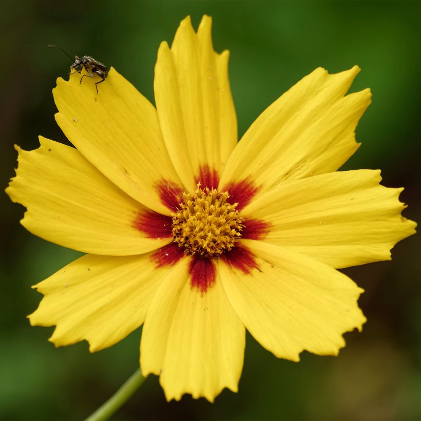 Coreopsis Tequila Sunrise (Flowering)