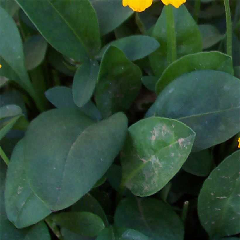 Coreopsis auriculata Elfin Gold - Coréopsis auriculé (Foliage)