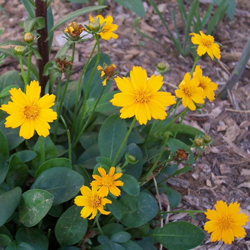 Coreopsis auriculata Elfin Gold - Coréopsis auriculé (Flowering)