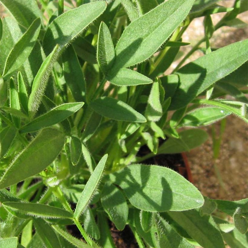 Coreopsis grandiflora Louis d'Or - Coréopsis à grandes fleurs doubles (Foliage)