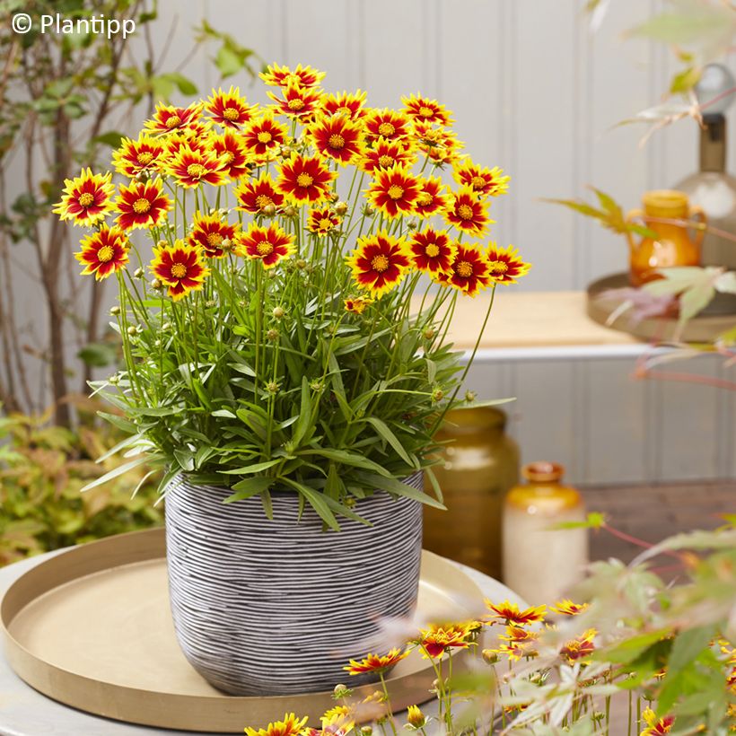 Coreopsis grandiflora Solar Jewel (Plant habit)