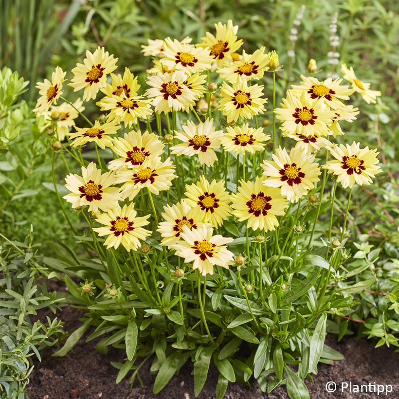 Coreopsis grandiflora Solar Moon (Flowering)