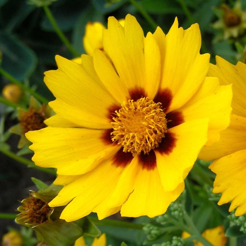 Coreopsis lanceolata Baby Gold (Flowering)