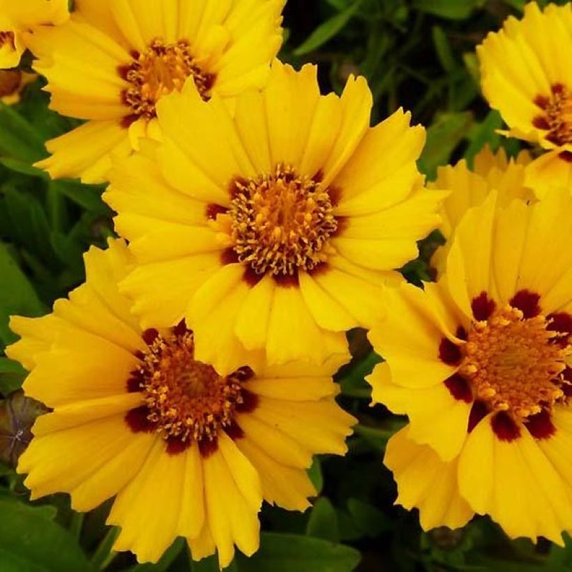 Coreopsis lanceolata Walter - Oeil de jeune fille Walter (Flowering)