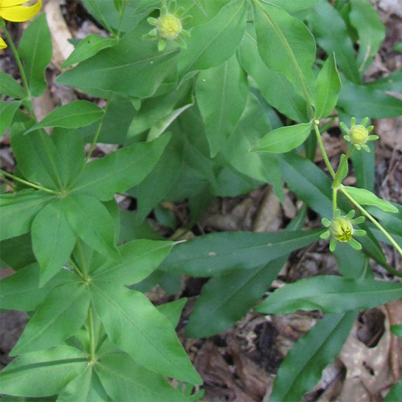Coreopsis major (Foliage)