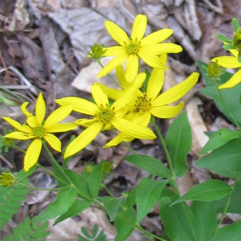Coreopsis major (Flowering)