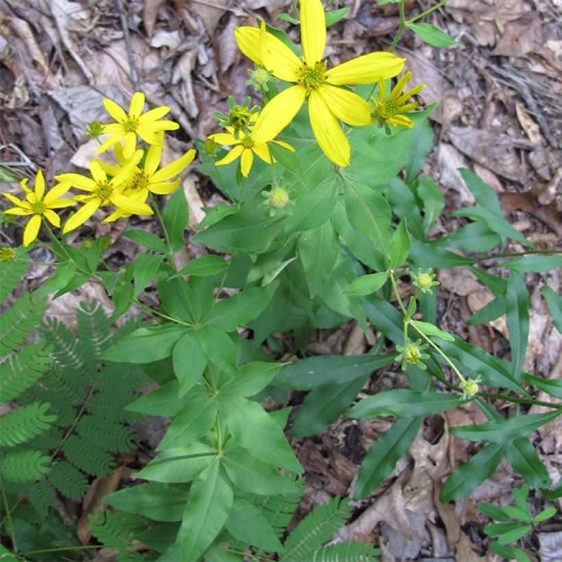 Coreopsis major (Plant habit)
