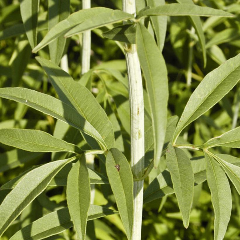 Coreopsis tripteris - Grand coréopsis (Foliage)